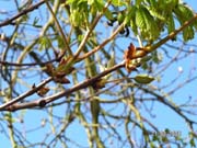 080321-Blooming_Horse_Chestnut-Tony_Combe